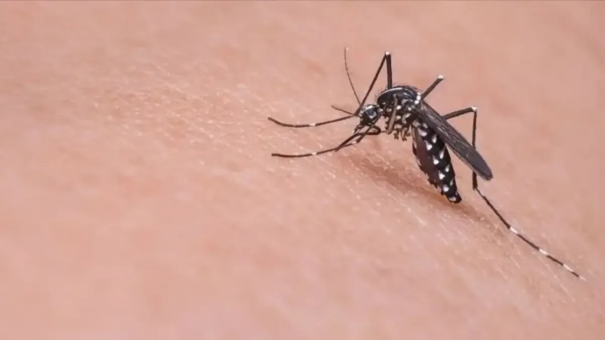Batı Nil virüsü Avrupa'yı etkisi altına aldı! 6 ülkede vakalar artıyor, komşuda sivrisinek alarmı